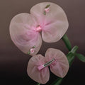 Baby pink