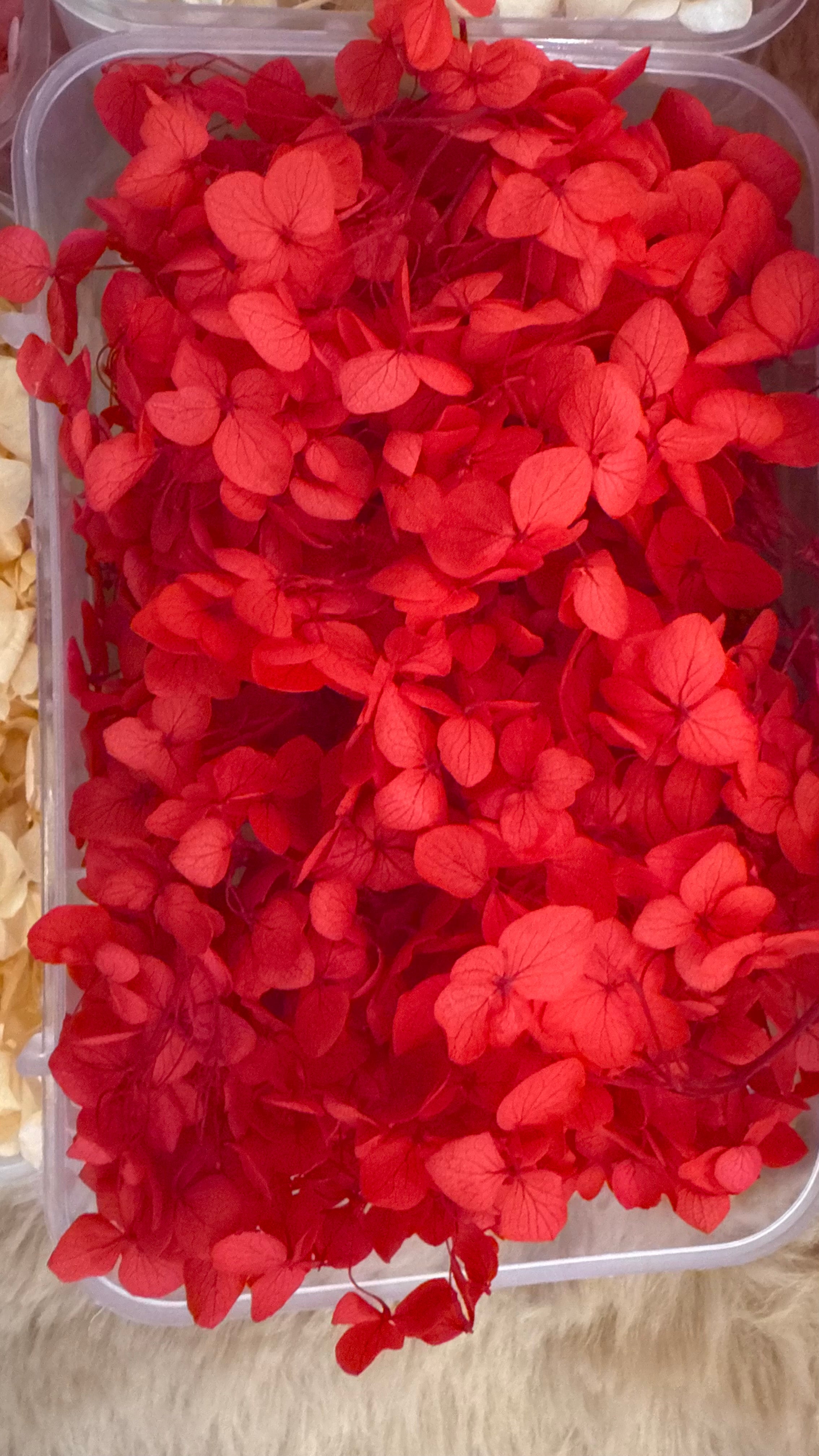 Dry flowers (full box)